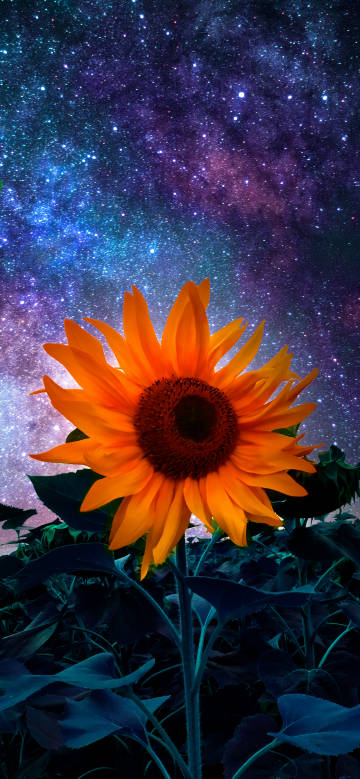 Sunflower under the Starry Sky