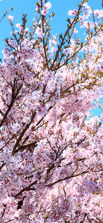 Pink cherry blossoms under the clear sky
