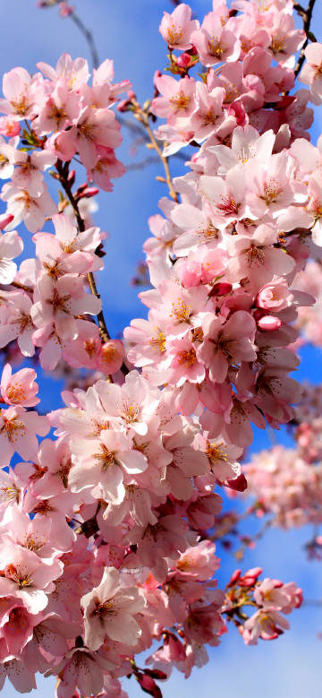 Pink Cherry Blossoms against the Blue Sky