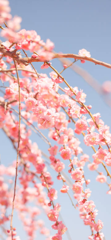 Close-up of pink cherry blossoms on branch