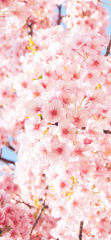 Blooming cherry blossoms on the branches