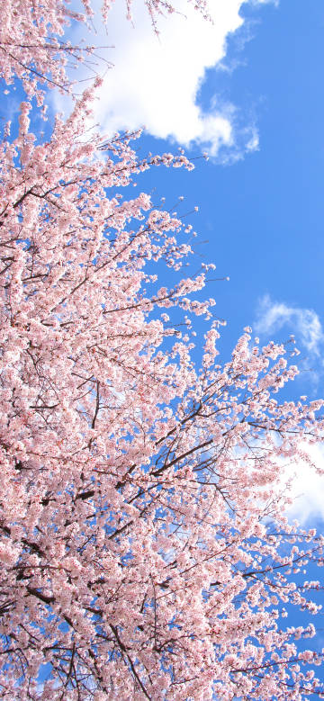 Pink Cherry Blossom Scenery under the Clear Sky