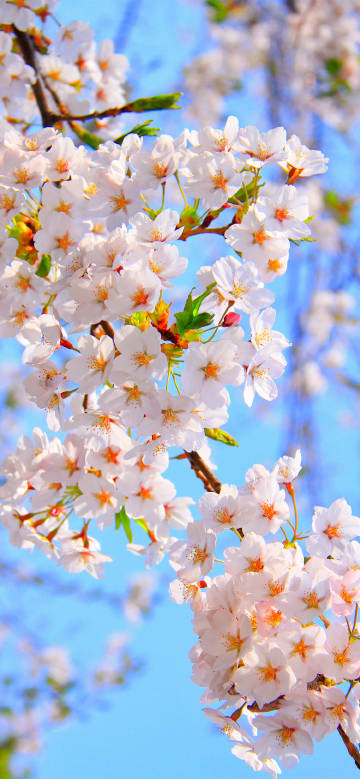 Pure Cherry Blossoms against the Blue Sky
