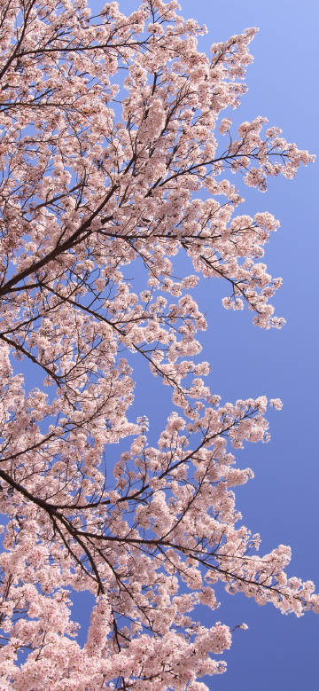 Romantic pink cherry blossoms under the blue sky