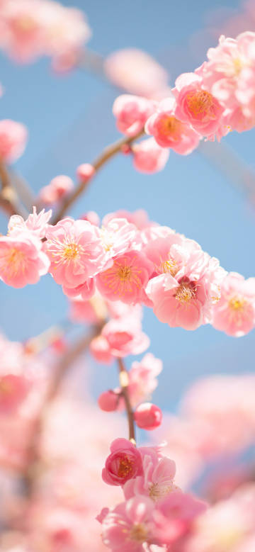 Pink cherry Blossoms Blooming on the Branches