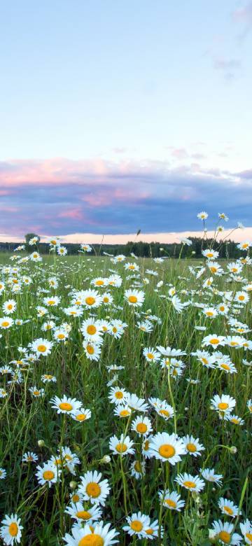Daisy Flower Sea under Clouds