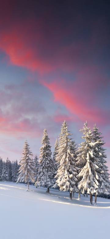 Pine Forest under the Dreamy Winter Sky