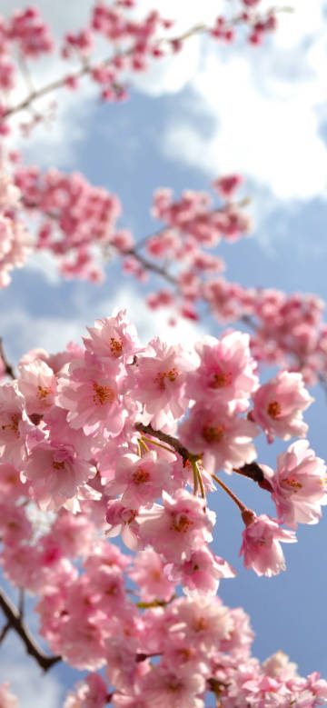 Cherry blossoms in the sun