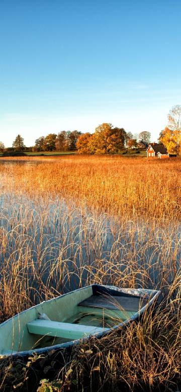 Small boat in the reeds
