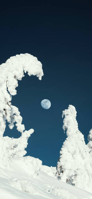 Trees covered with thick snow under a bright moon