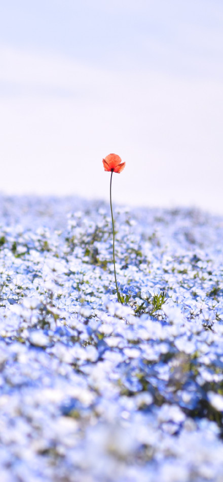 A Red Flower Surrounded by Blue Flowers