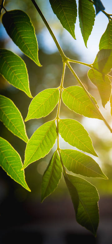 Green leaves illuminated by morning sun