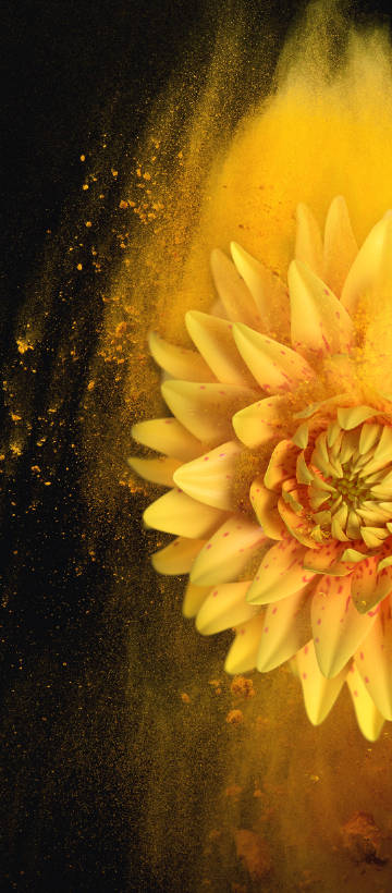 Beautiful chrysanthemum with flying pollen