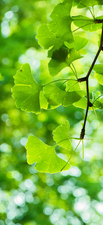 Green Ginkgo Leaves in the Sunlight