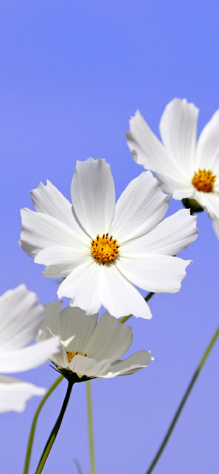 Pure White Cosmos and the Blue Sky