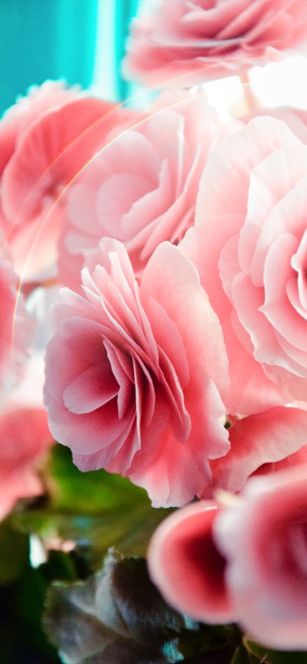 Gentle Pink Flower Cluster
