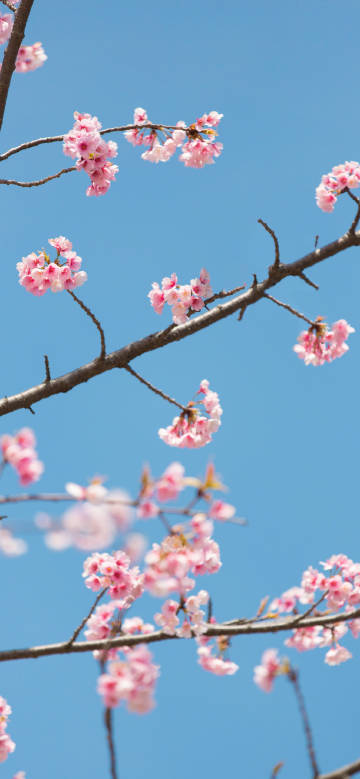 Romantic Cherry Blossoms in Spring