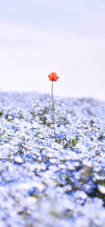 A Red Flower Surrounded by Blue Flowers
