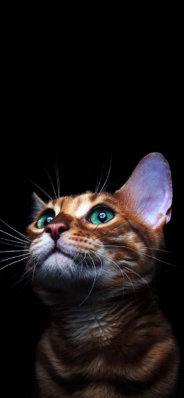 Cat Gazing under the Black Background