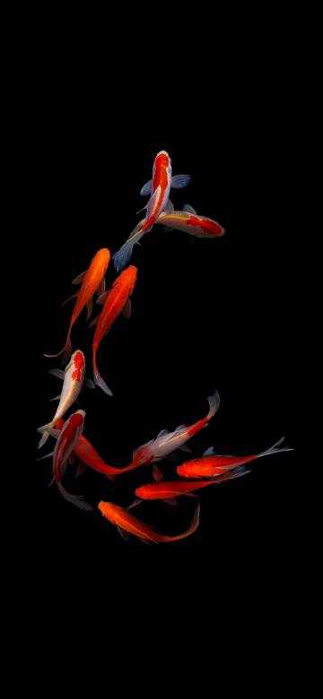 Koi swimming on a black background