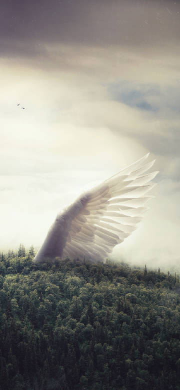 Angel's Wing in the Forest