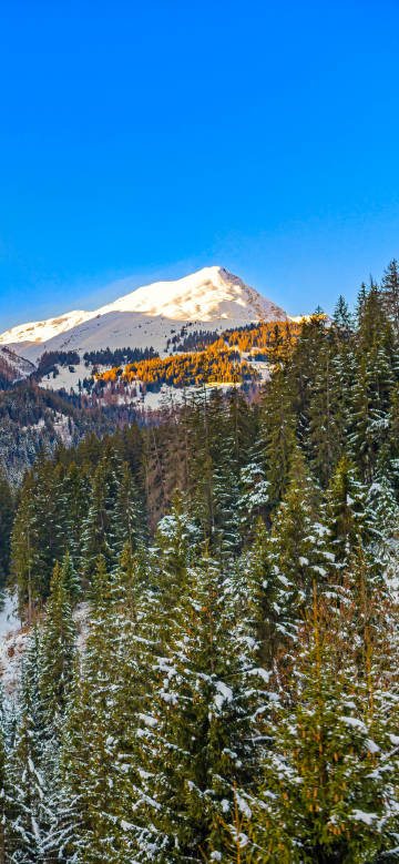 Snowy Forest and Mountain Scenery in Sunlight