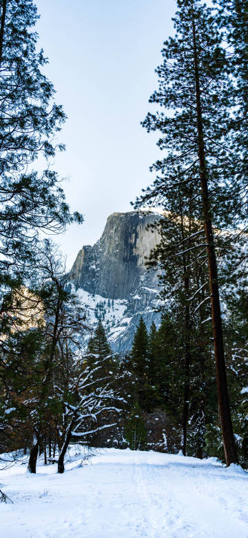 Lofty Mountain in the Depth of Snowy Forest