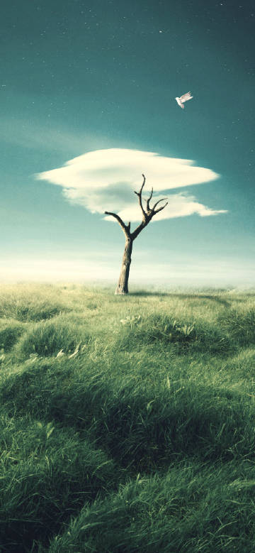 A dead tree in a green meadow
