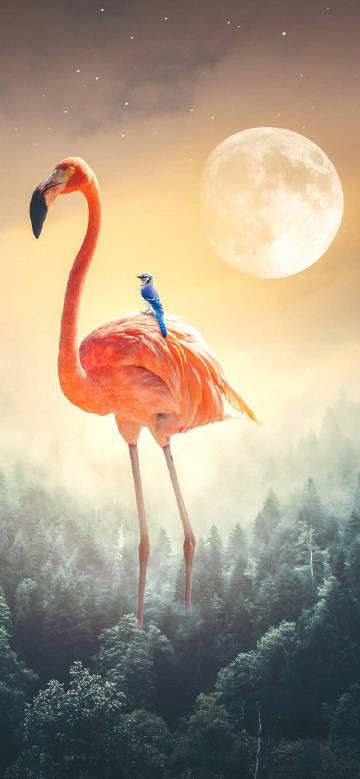Flamingo and Little Bird in the Moonlight