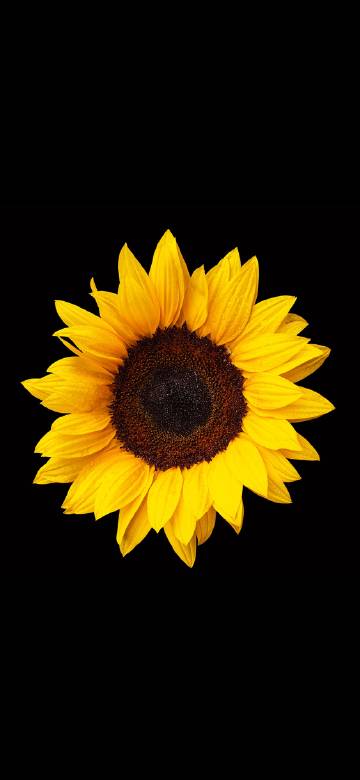 Close-up of Sunflower on a Black Background
