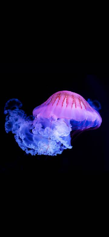 Jellyfish with Fantasy Lights from the Deep Sea