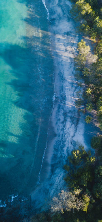 Overlooking the trees by the sea