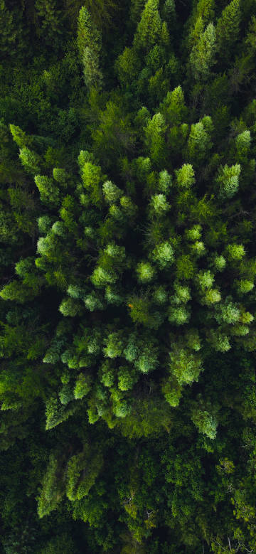 Overlooking the green forest