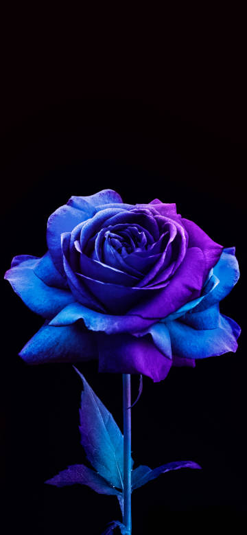 Dreamy blue-purple rose against black background