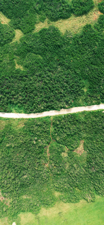 Overlooking the winding path in the green forest