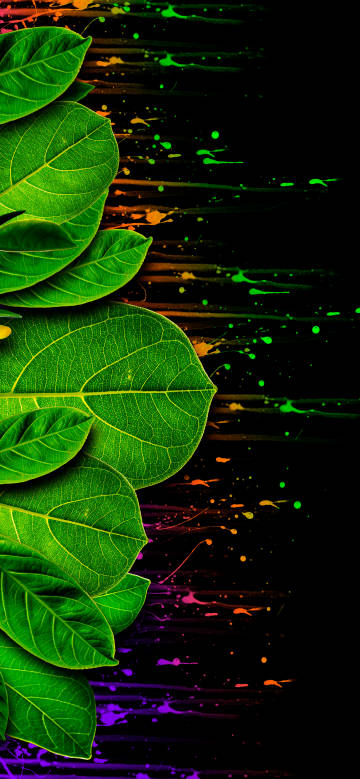 Colorful splashes and green leaves on black background
