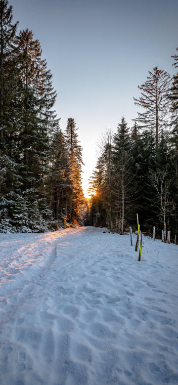 Snowy forest trail in the sunset glow