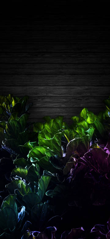 Colorful plant leaves in front of black wooden planks