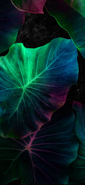 Gorgeous and dreamy plant leaves