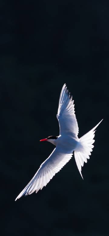 Terns flying in the sky