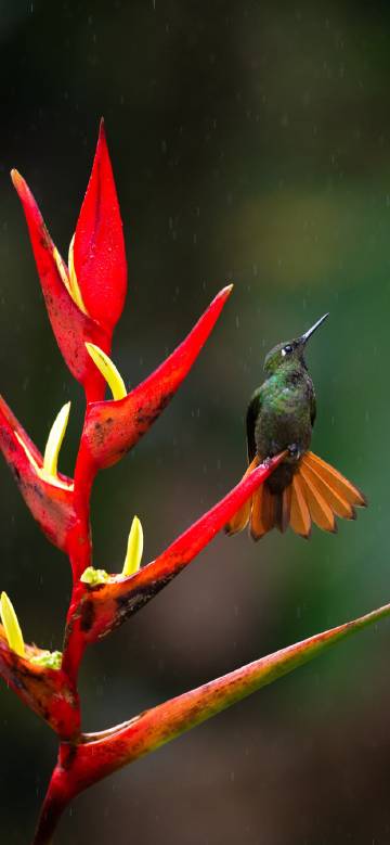 A hummingbird resting on a red flower