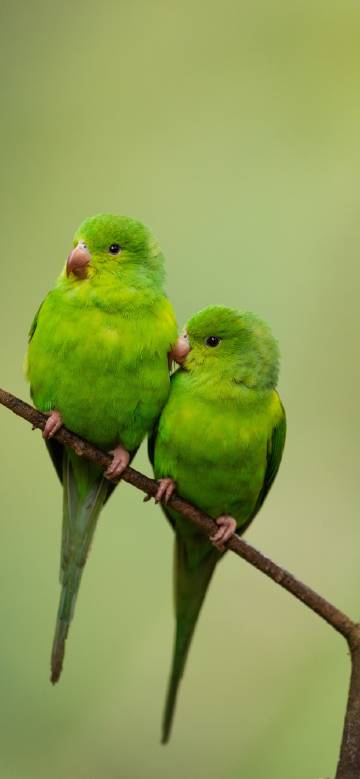 Parrot with green feathers standing on a branch