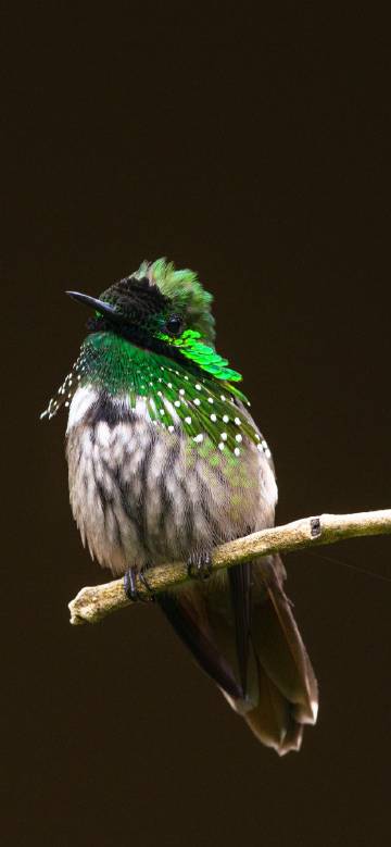 Hummingbird with green feathers on a branch