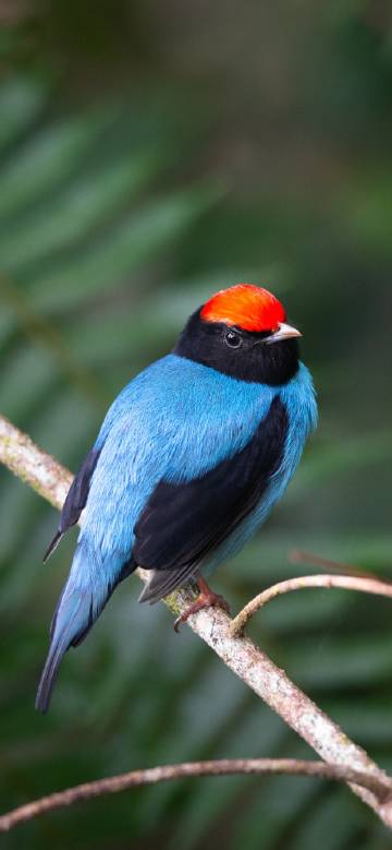 Pretty Bird with Vivid Colors on Branch