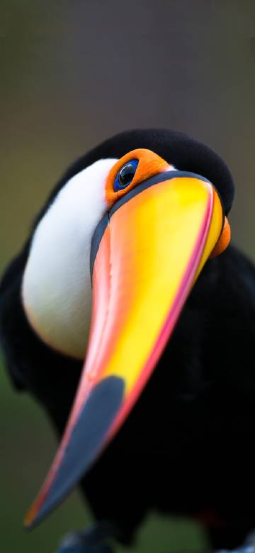 Toucan with Colorful Beak in Close-up