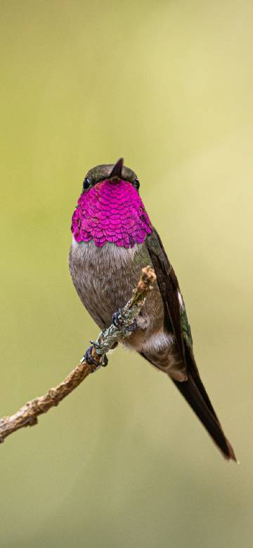 Small Bird with Bright Pink Neck on Branch
