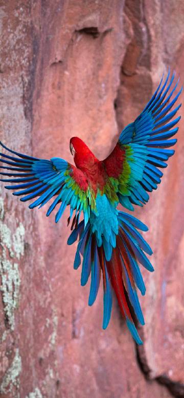 Colorful parrots in flight