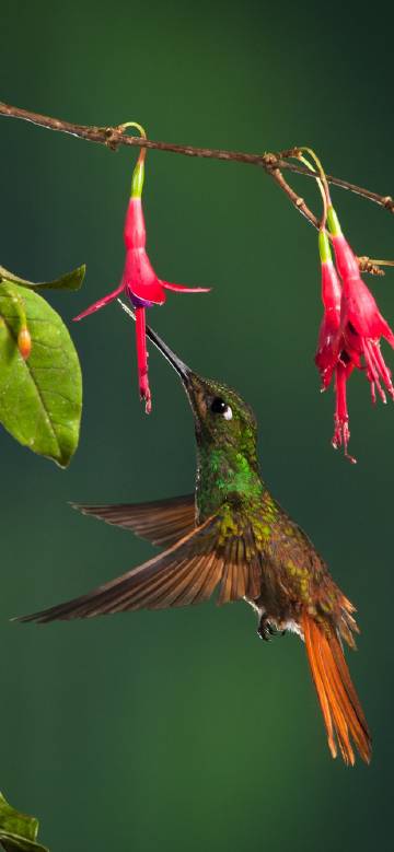 Hummingbirds feeding on nectar