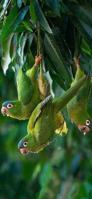 Small parrot hanging on a branch