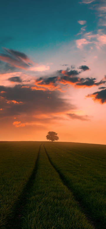 A tree in the sunset light